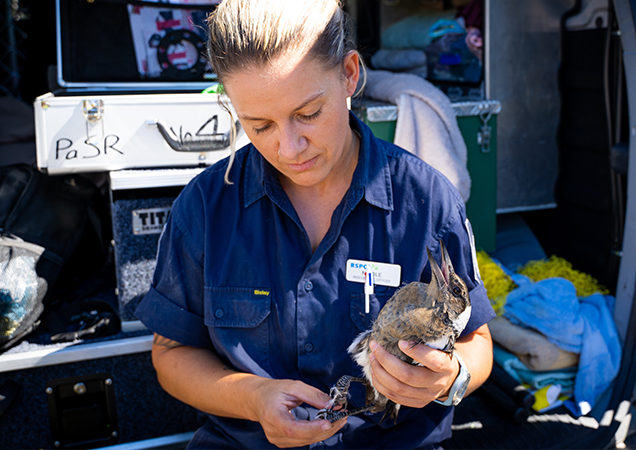 Magpie Rescue